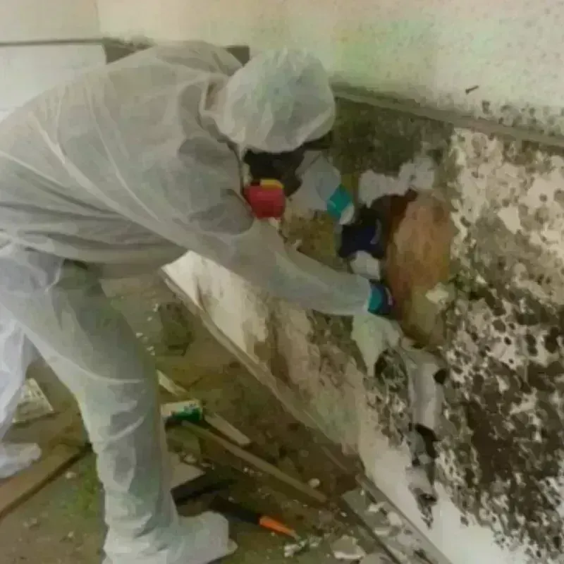 Mold Remediation and Removal in Thomasville, GA